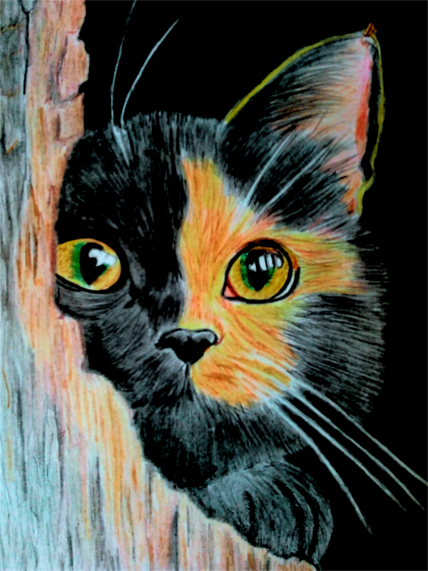 Кот выглядывает