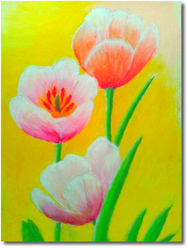 Тюльпаны