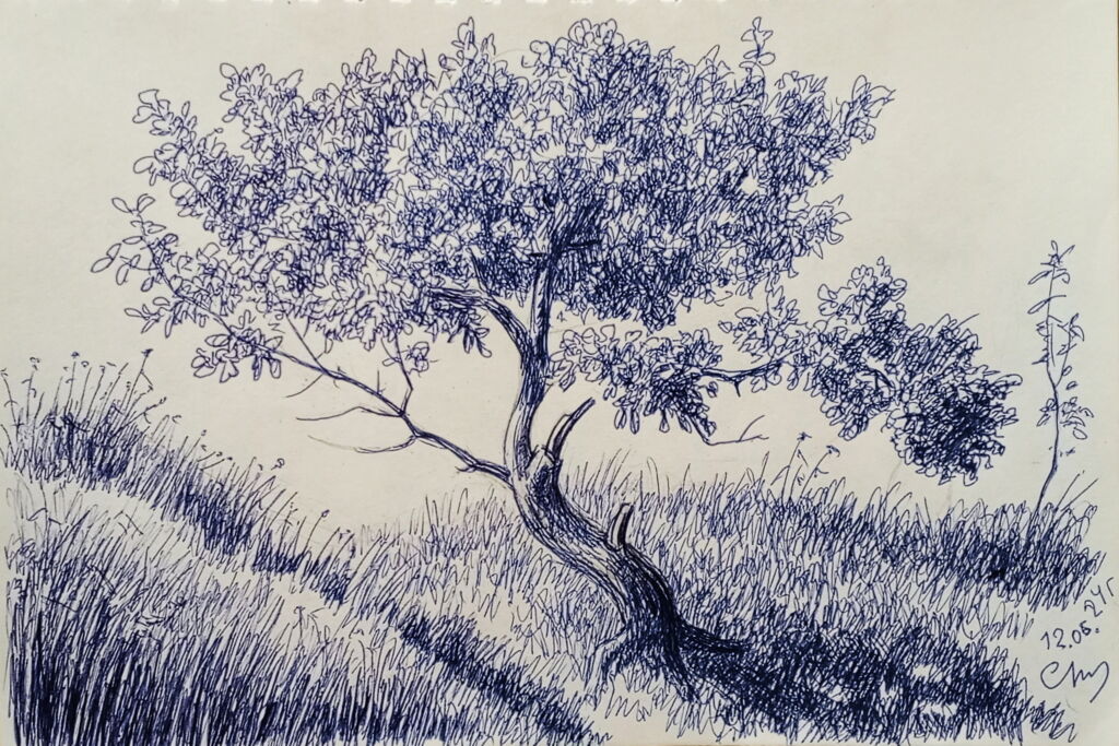 “Кривое дерево”