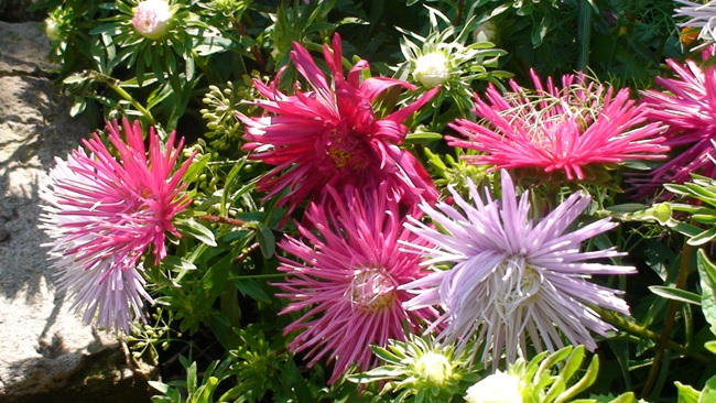 ЦВЕТЫ. Сонет№89 Избранное.