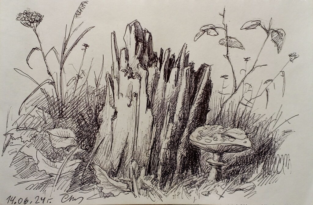 “Мухомор у пня”