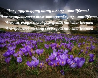 Цветы№75