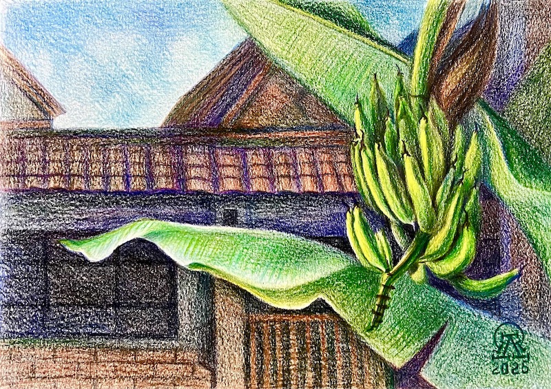 Пхукет. Банановая ветвь.