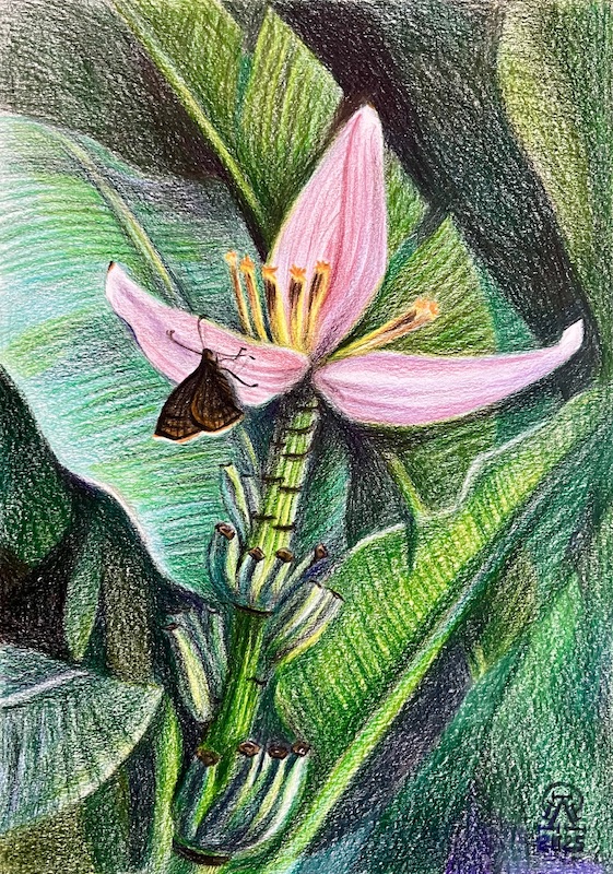 Пхукет. Цветок банана.