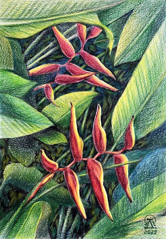 Пхукет. Геликония.