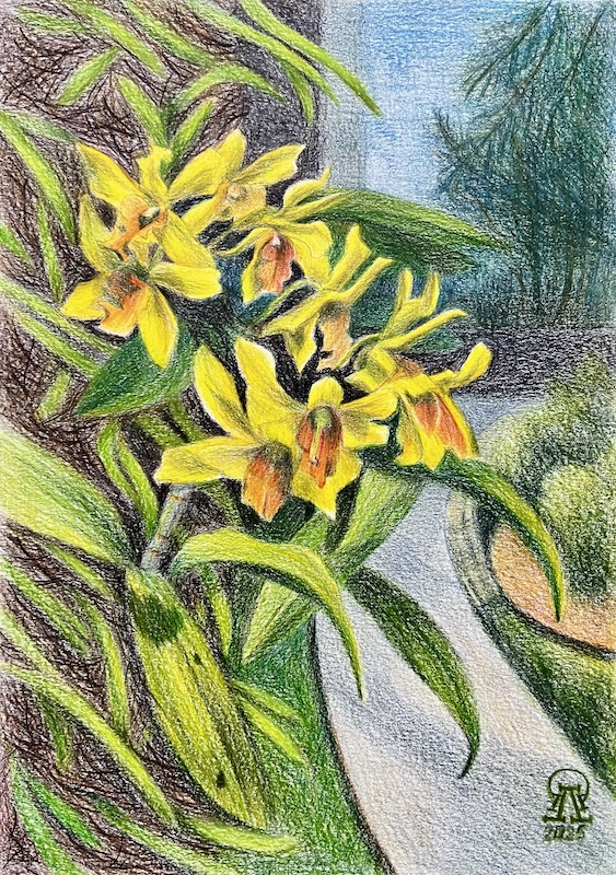 Пхукет. Желтые орхидеи.