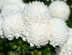 Осенний букет