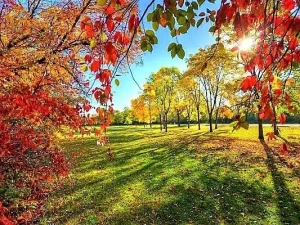 Краски октября для всех (акростихи)