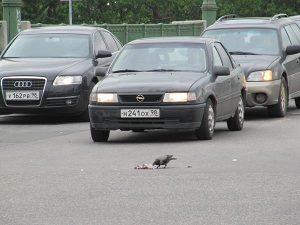 Ворона и…